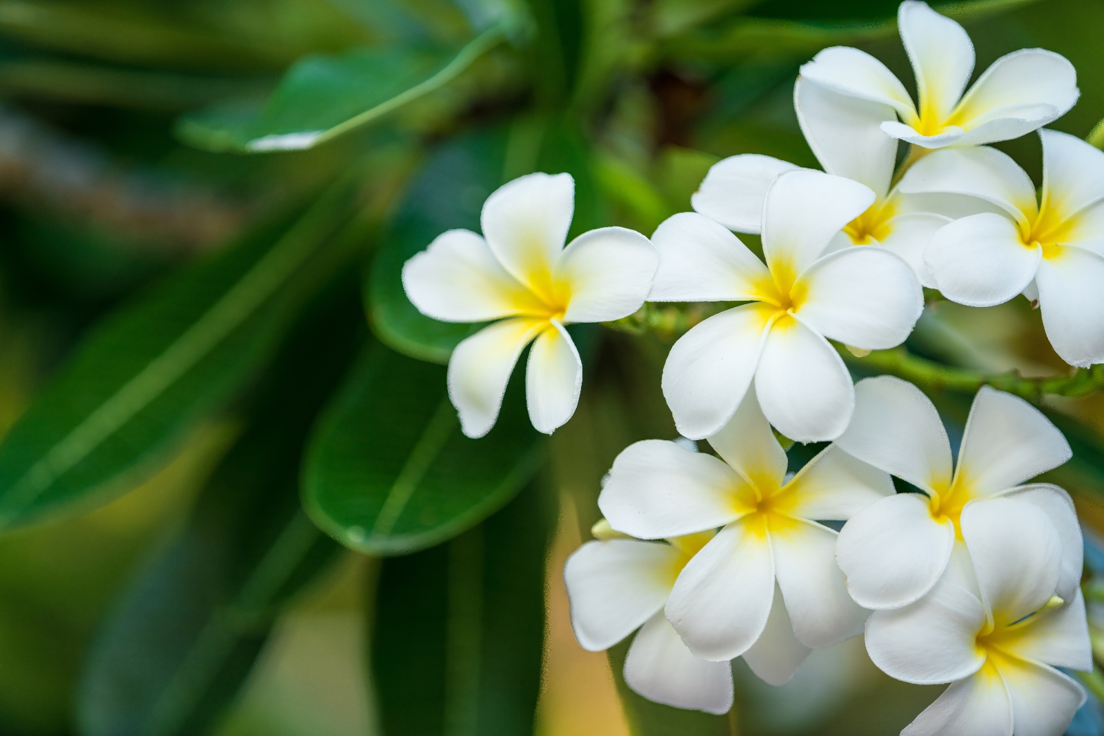 Resort Pool Landscaping - NoKaOi Landscape Services - Kauai, HI