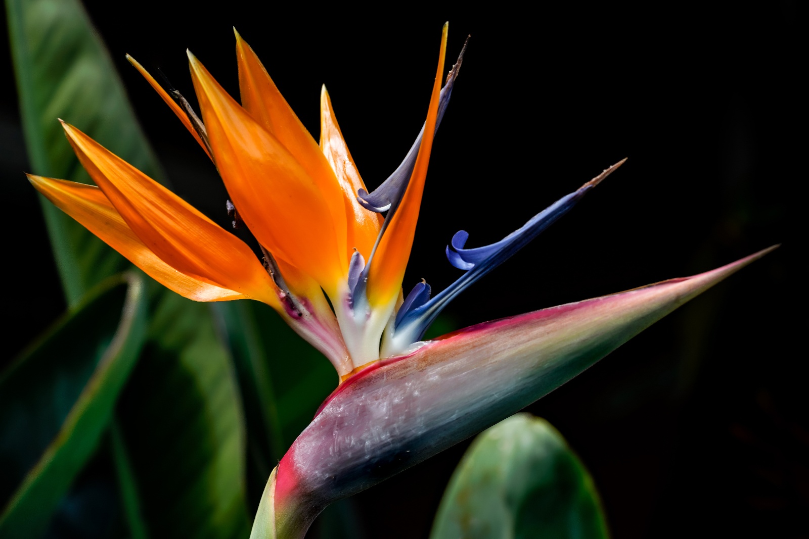 Birds of Paradise (Strelitzia nicolai) - NoKaOi Landscape Services - Kauai, HI